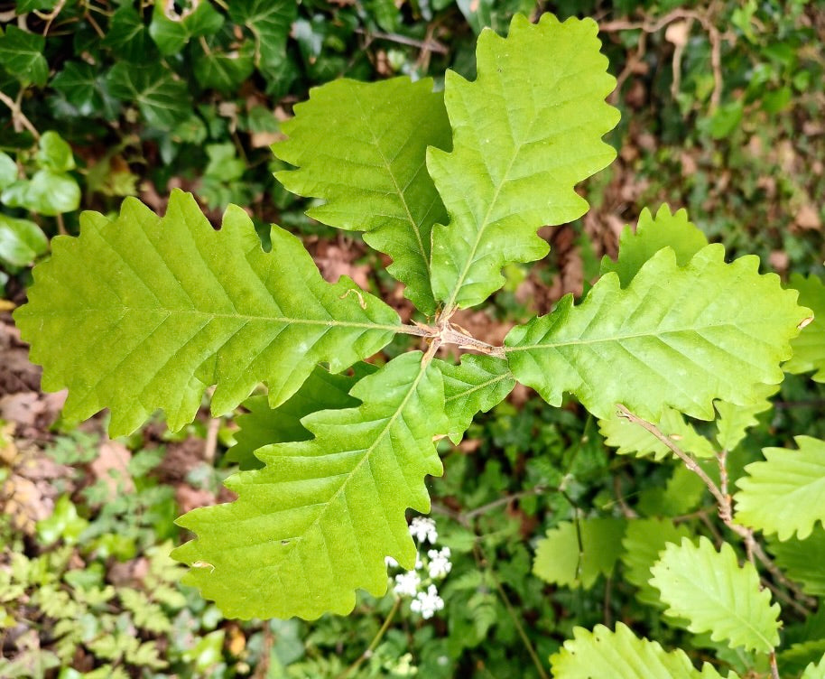 Feuilles de chêne jeunes et vibrantes vertes de Quercus canariensis avec des bords lobés