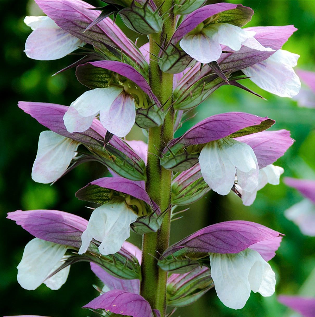 Acanthus mollis tall flowering plant with white and purple bracts and spiny stems