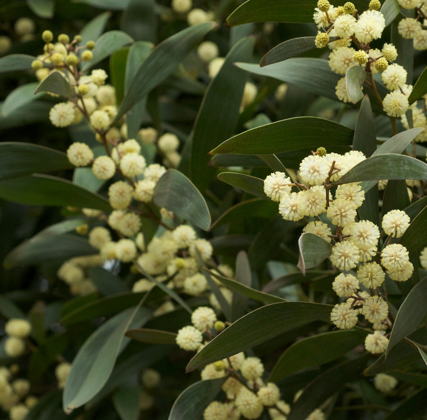 Acacia melanoxylon dense clusters of creamy yellow pompom flowers with elongated green leaves