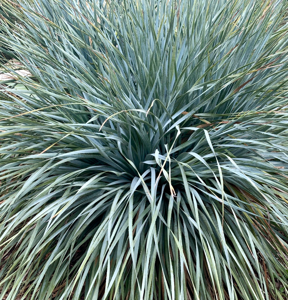 Dasylirion berlandieri dense rosette with long narrow spiny blue-green leaves succulent plant