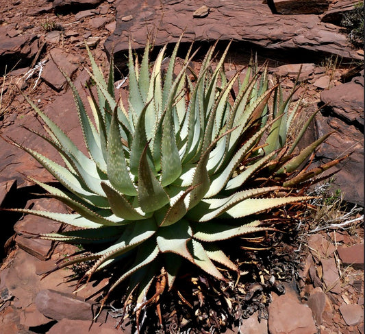 Aloe hereroensis 10-15cm