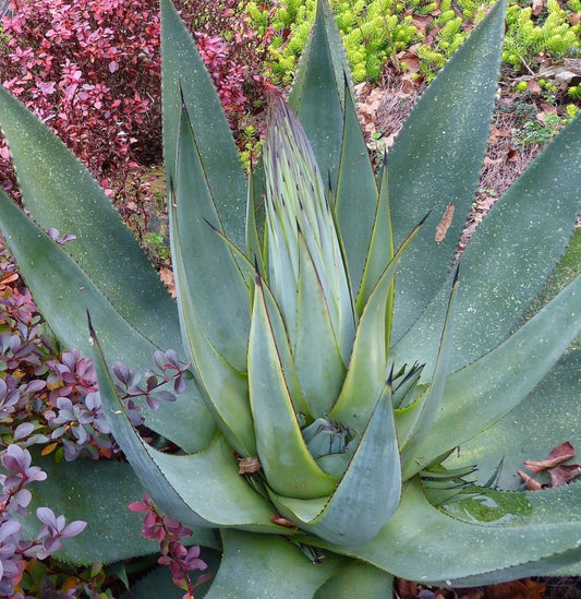 Agave obscura 10-15cm