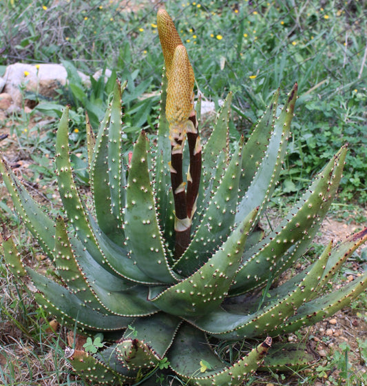 Aloe aculeata 8-15cm