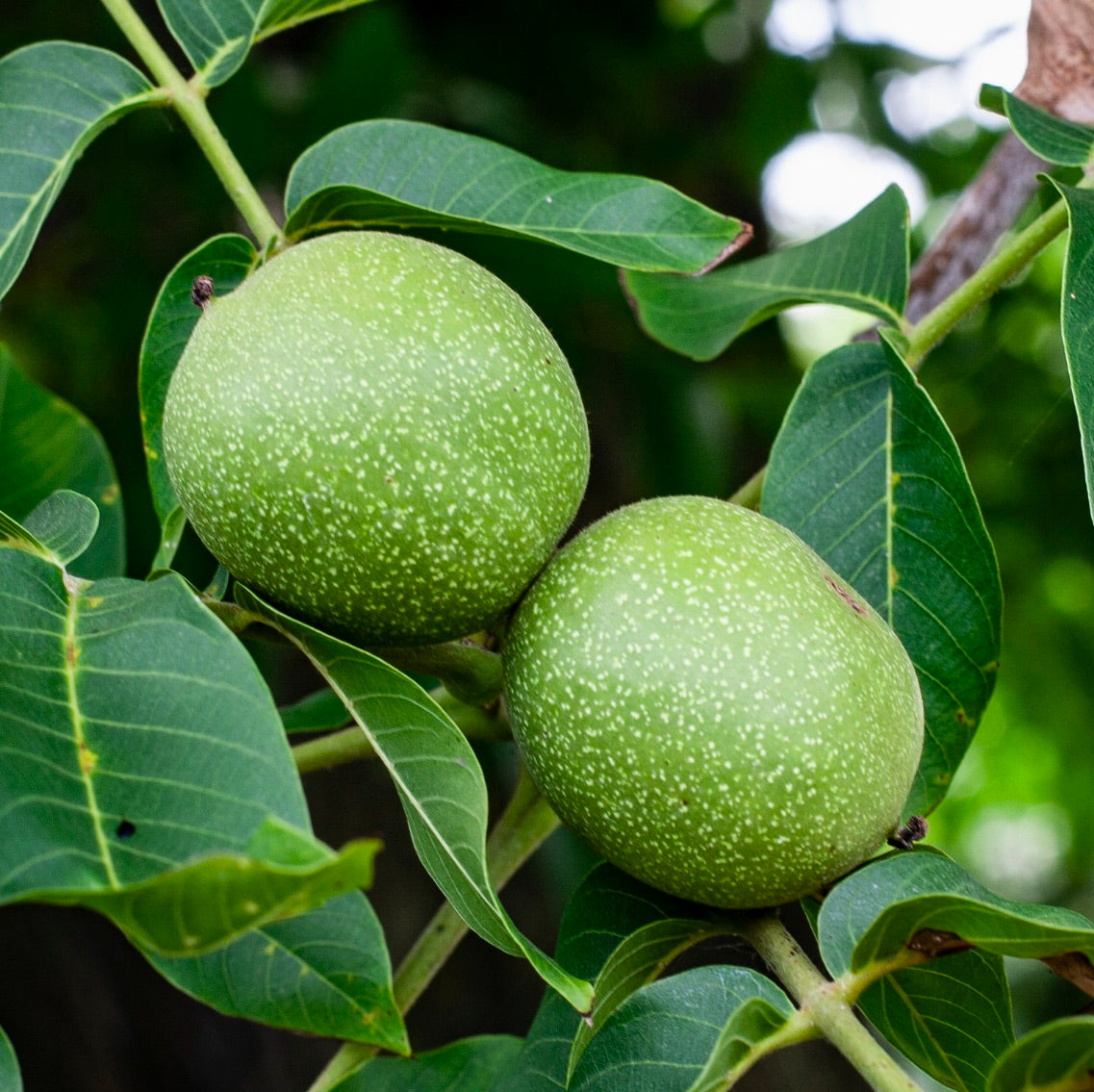 Juglans regia green unripe fruit with large ovate leaves on tree branch