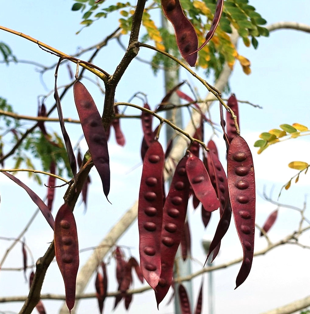 Albizia niopoides with elongated reddish seed pods hanging from slender branches