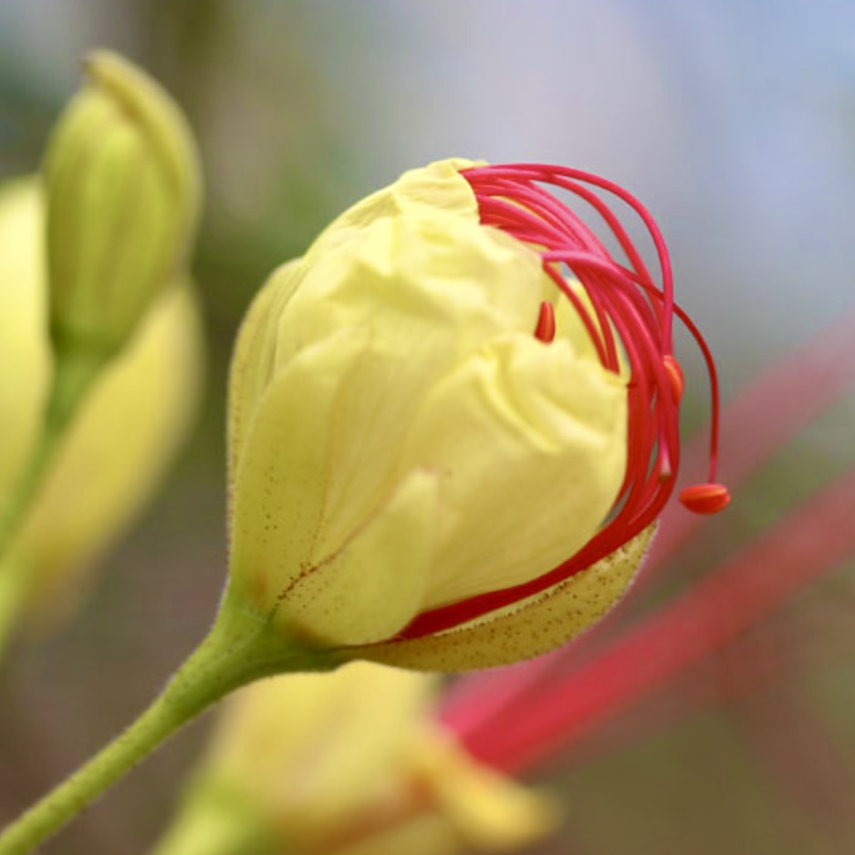 Caesalpinia gilliesii bright yellow flower with prominent red stamens close-up
