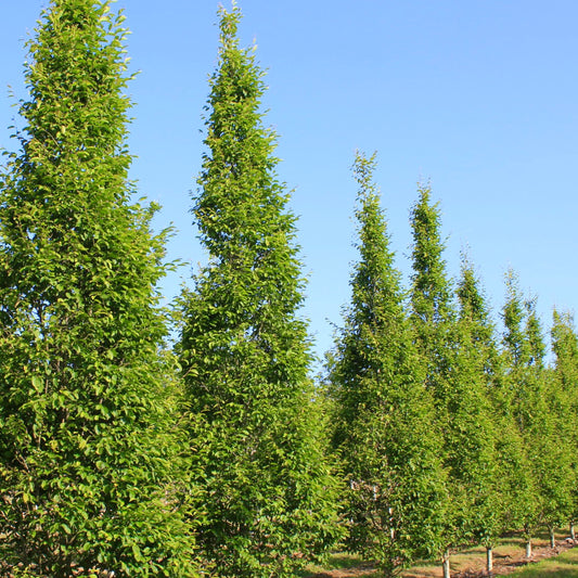 Carpinus betulus cv "fastigiata" tall columnar green deciduous trees in row
