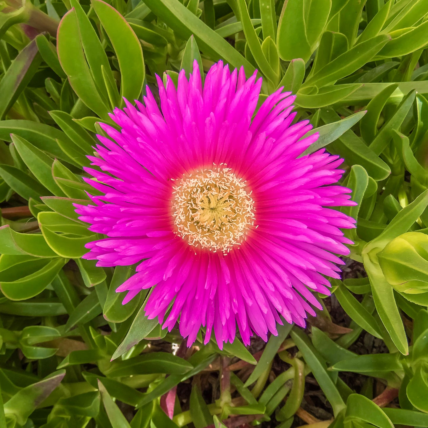 Carpobrotus edulis succulent with vibrant pink petals and dense green fleshy leaves