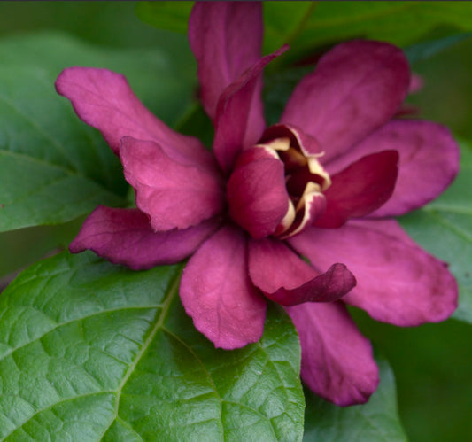 Calycanthus x raulstonii cv. "Hartlage Wine" deep burgundy layered flower with glossy green leaves