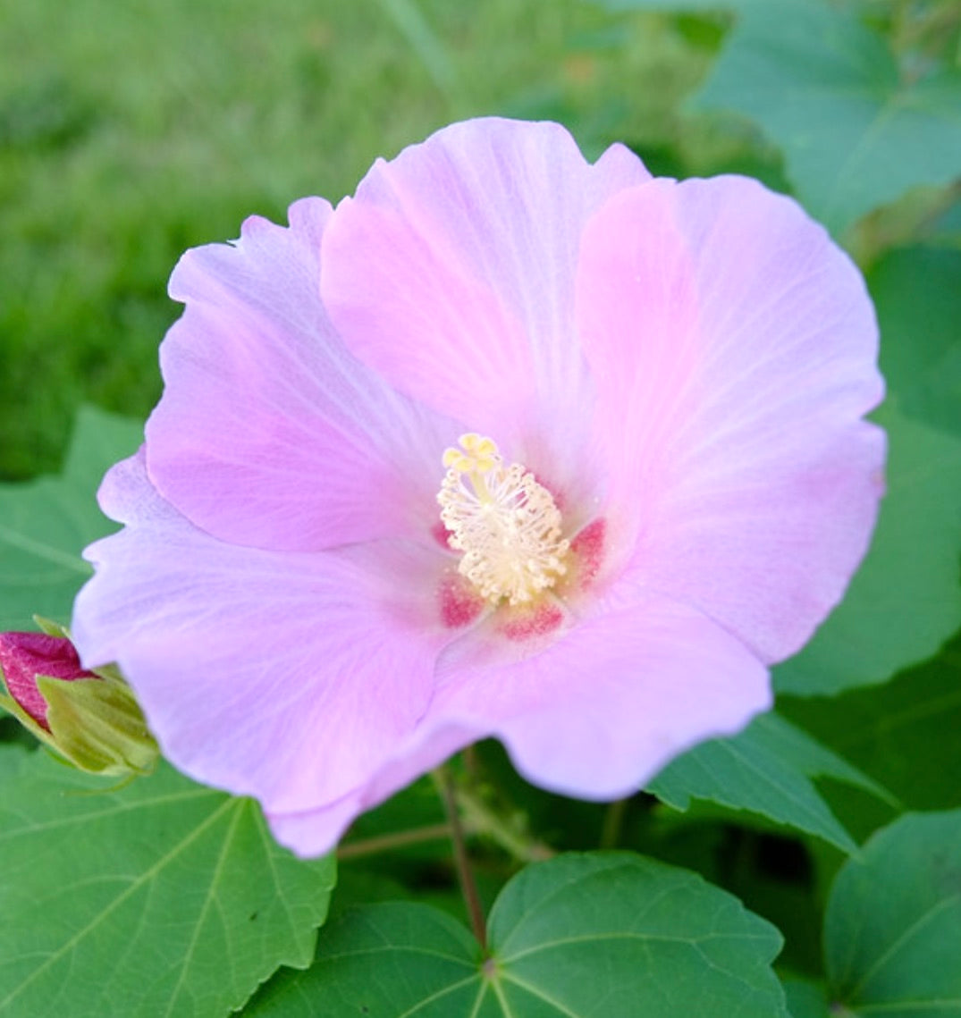 Hibiscus mutabilis delicate light pink flower with prominent stamen and green leaves