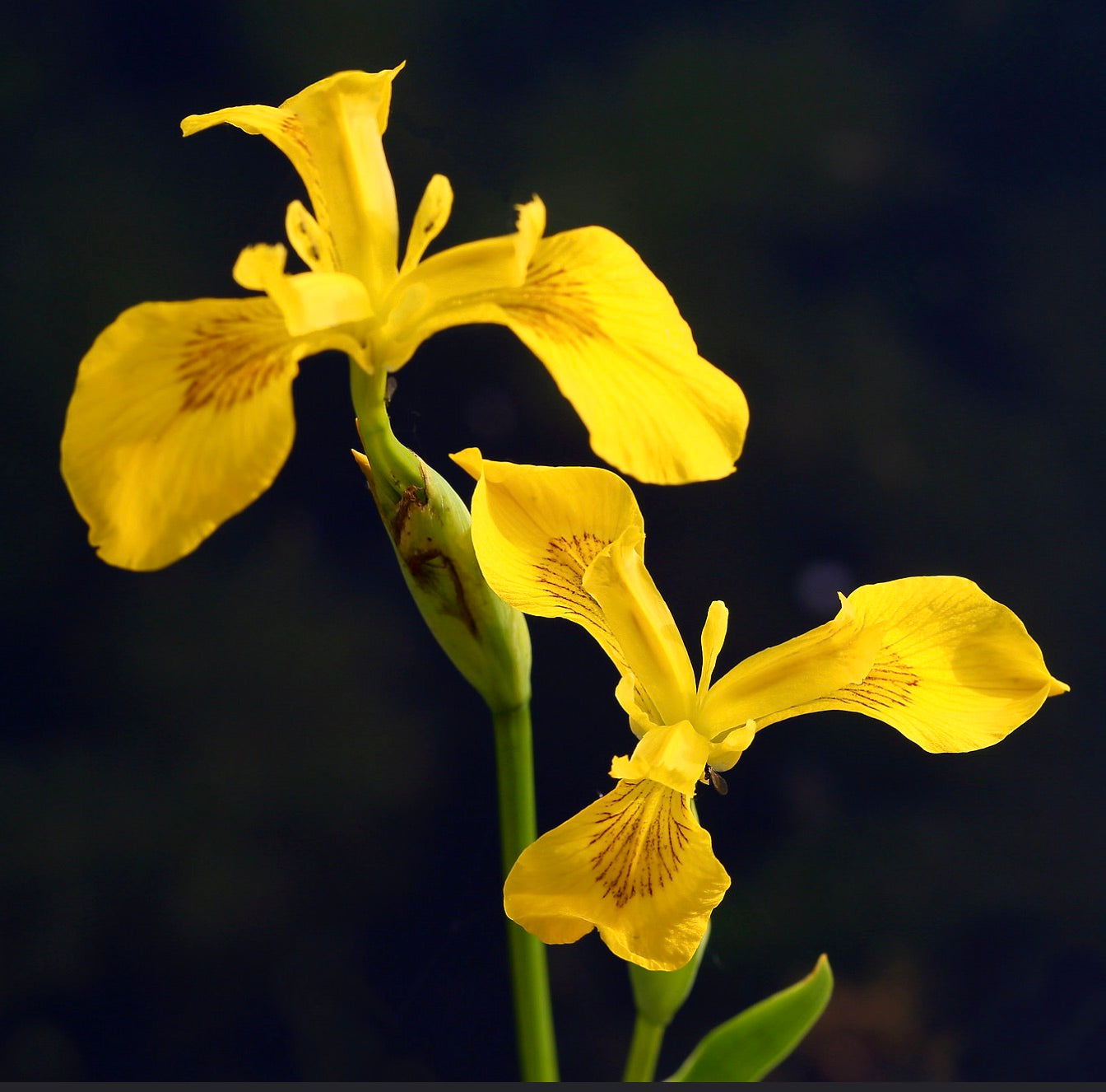 Iris pseudacorus flores de un amarillo brillante con delicadas marcas marrones en tallos verdes y delgados