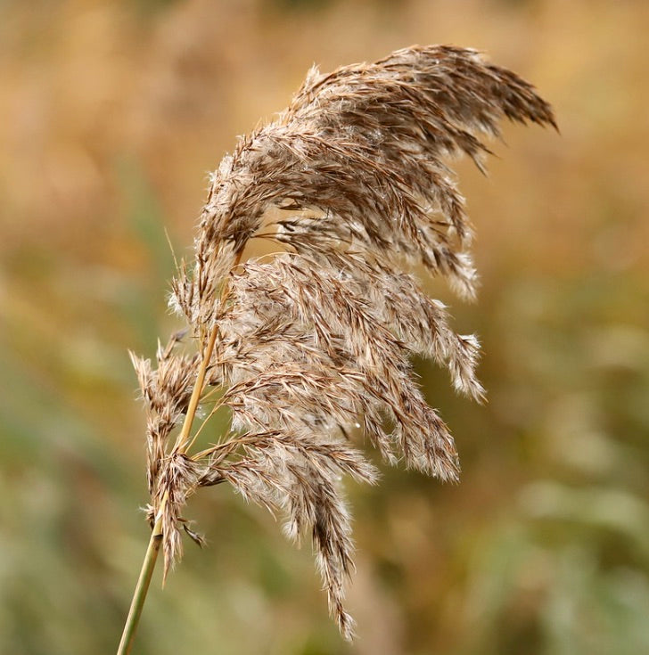 Phragmites australis tall feathery beige plume with soft textured seeds