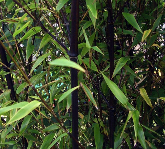 Phyllostachys nigra dense bamboo with dark black stems and slender green leaves
