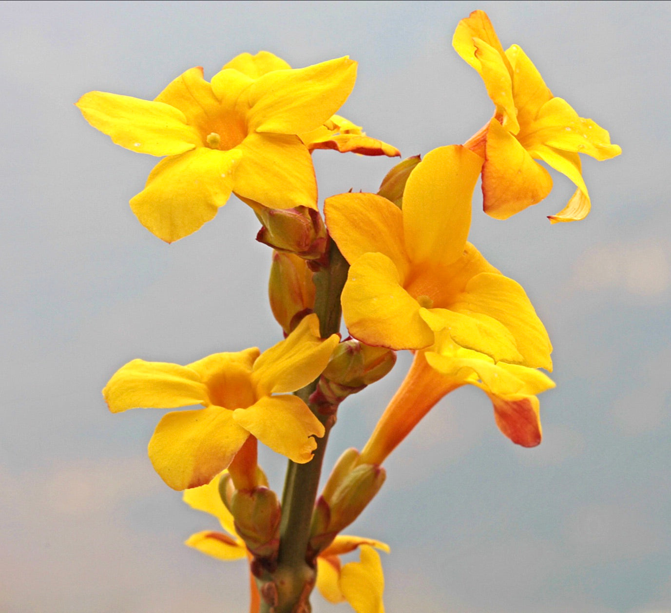 Jasminum nudiflorum bright yellow trumpet-shaped flowers with green stems close-up