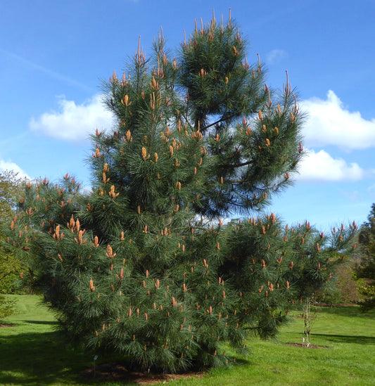 Pinus pinaster 30-70cm