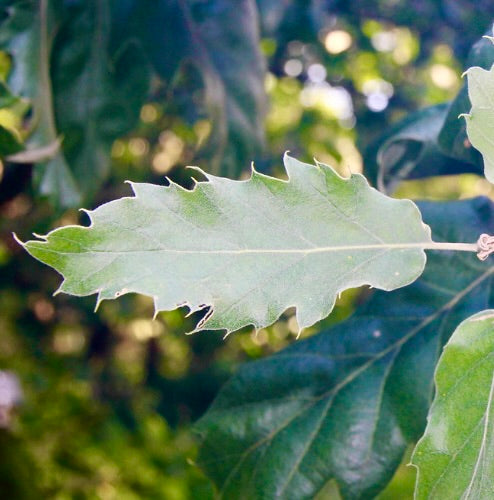 Quercus ithaburensis subs. macrolepis 15-30cm