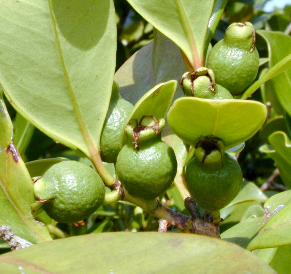 Psidium cattleianum green unripe fruit with glossy leaves close-up