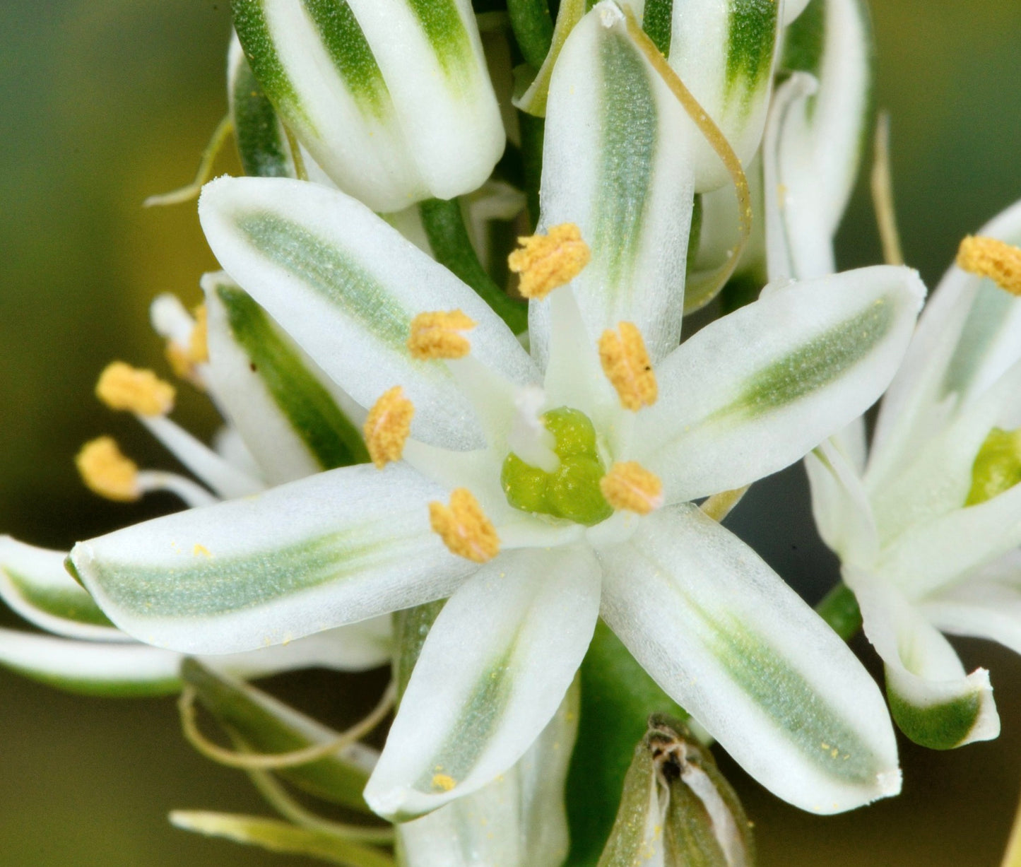 Ornithogalum longibracteatum white star-shaped flowers with green stripes and yellow stamens