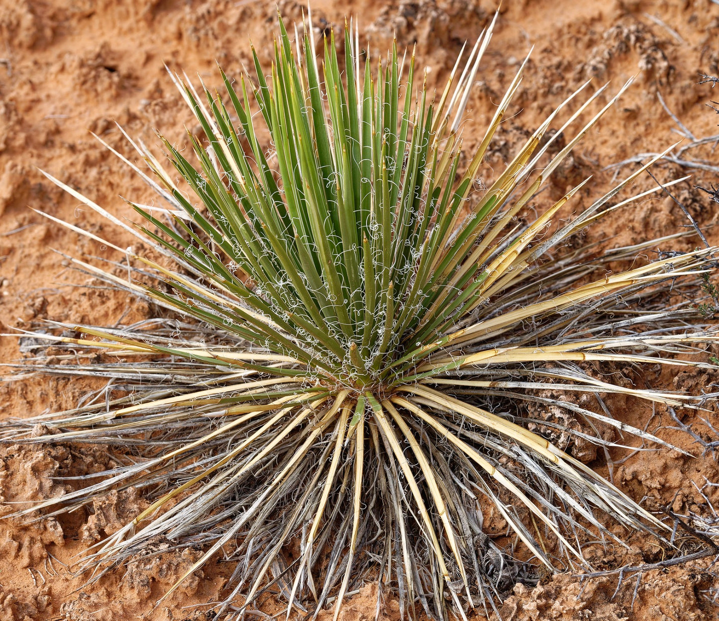 Yucca harrimaniae spiky desert plant with green leaves and white curly fibers