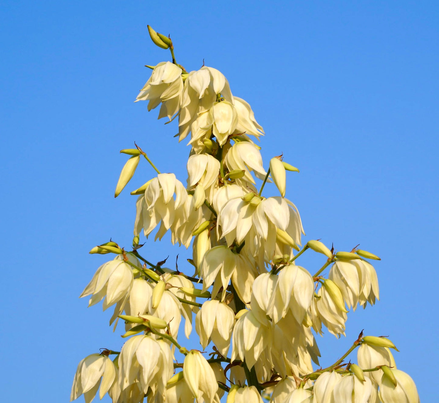 Yucca angustifolia creamy white bell-shaped flowers against clear blue sky