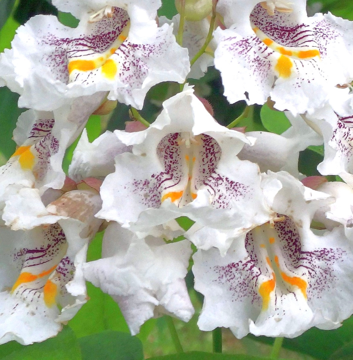 Catalpa speciosa white trumpet-shaped flowers with purple speckles and yellow markings