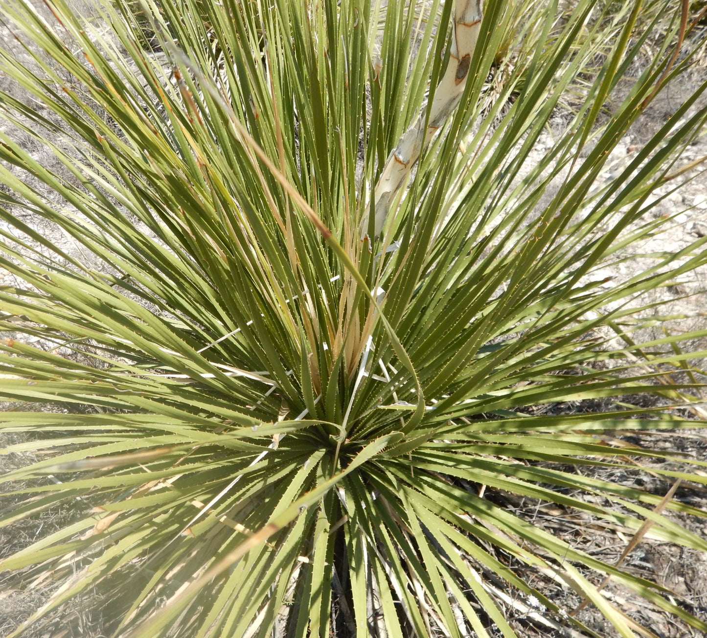 Dasylirion texanum spiky green desert plant with long slender leaves and serrated edges