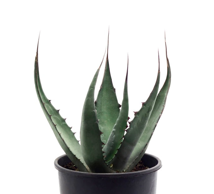 Agave americana subs. protoamericana succulent with long pointed leaves and sharp spines in pot