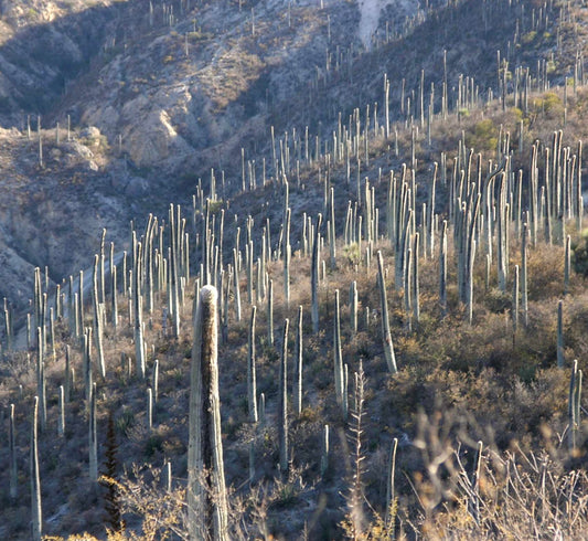 Cephalocereus columna-trajani tall columnar cactus with dense spines in arid landscape
