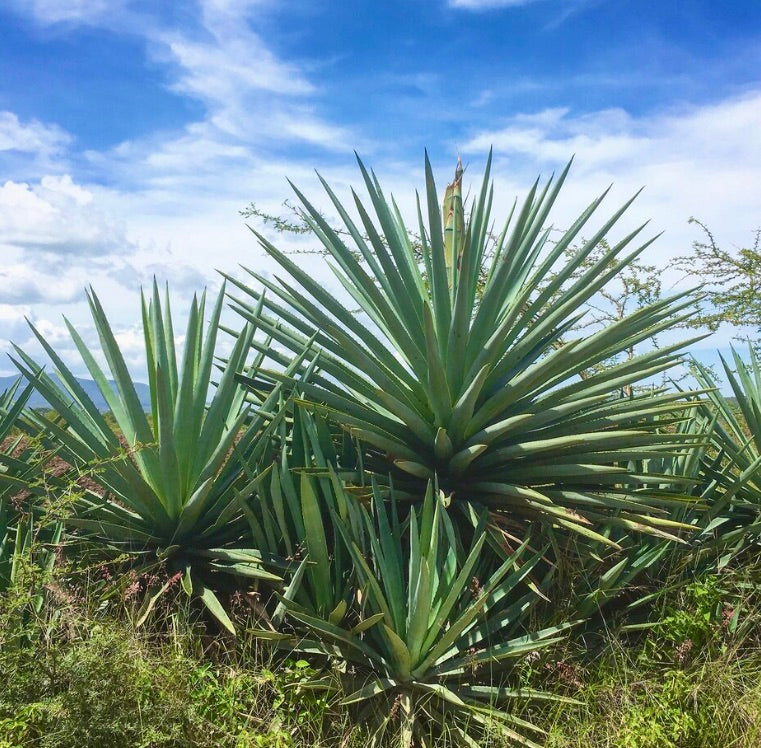 Agave karwinskii large spiky succulent rosette with sharp leaf tips outdoors
