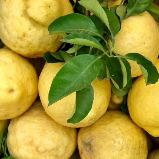 Citrus limon AMALFI COAST MAGGIORE 30-60cm