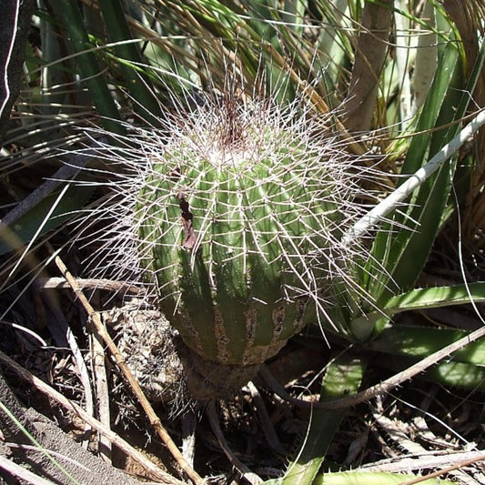 Eriocactus nigrispinus SEEDS