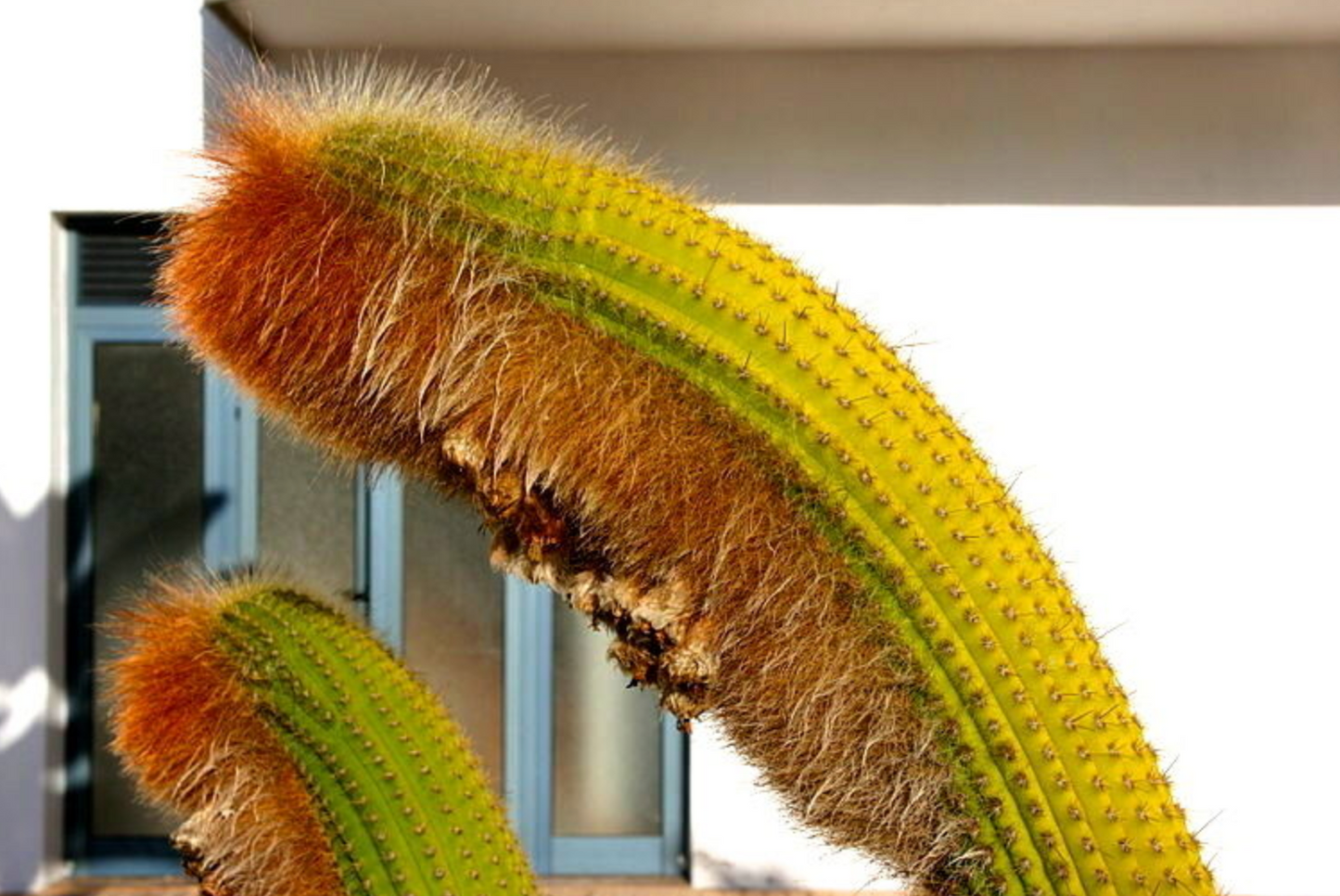 Vatricana guentheri rare cactus with curved yellow-green stems and dense orange spines