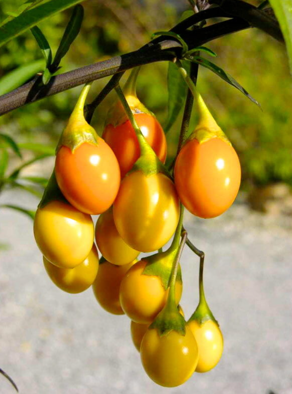 Solanum laciniatum bright orange and yellow glossy fruit cluster on green stem