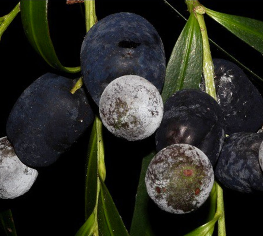 Podocarpus elatus reife dunkelblaue Beeren mit glänzenden grünen Blättern Nahaufnahme