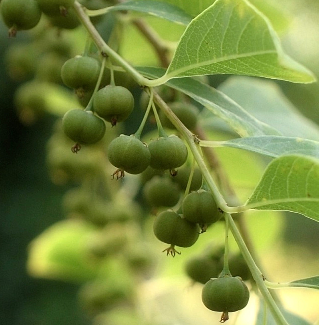 Bagas verdes pendentes de Securinega suffruticosa com folhas alongadas em luz natural