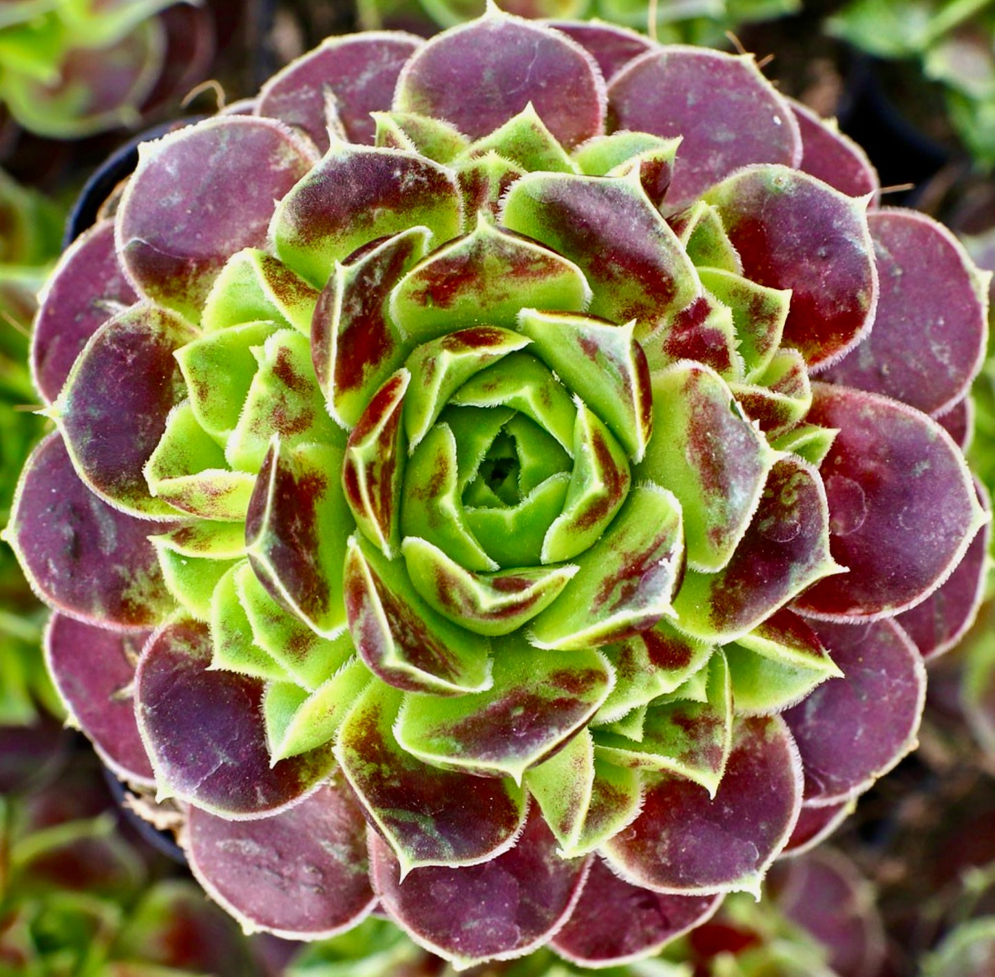 Rosetta succulenta di Sempervivum heuffelii con foglie carnose verdi e viola e peli sottili