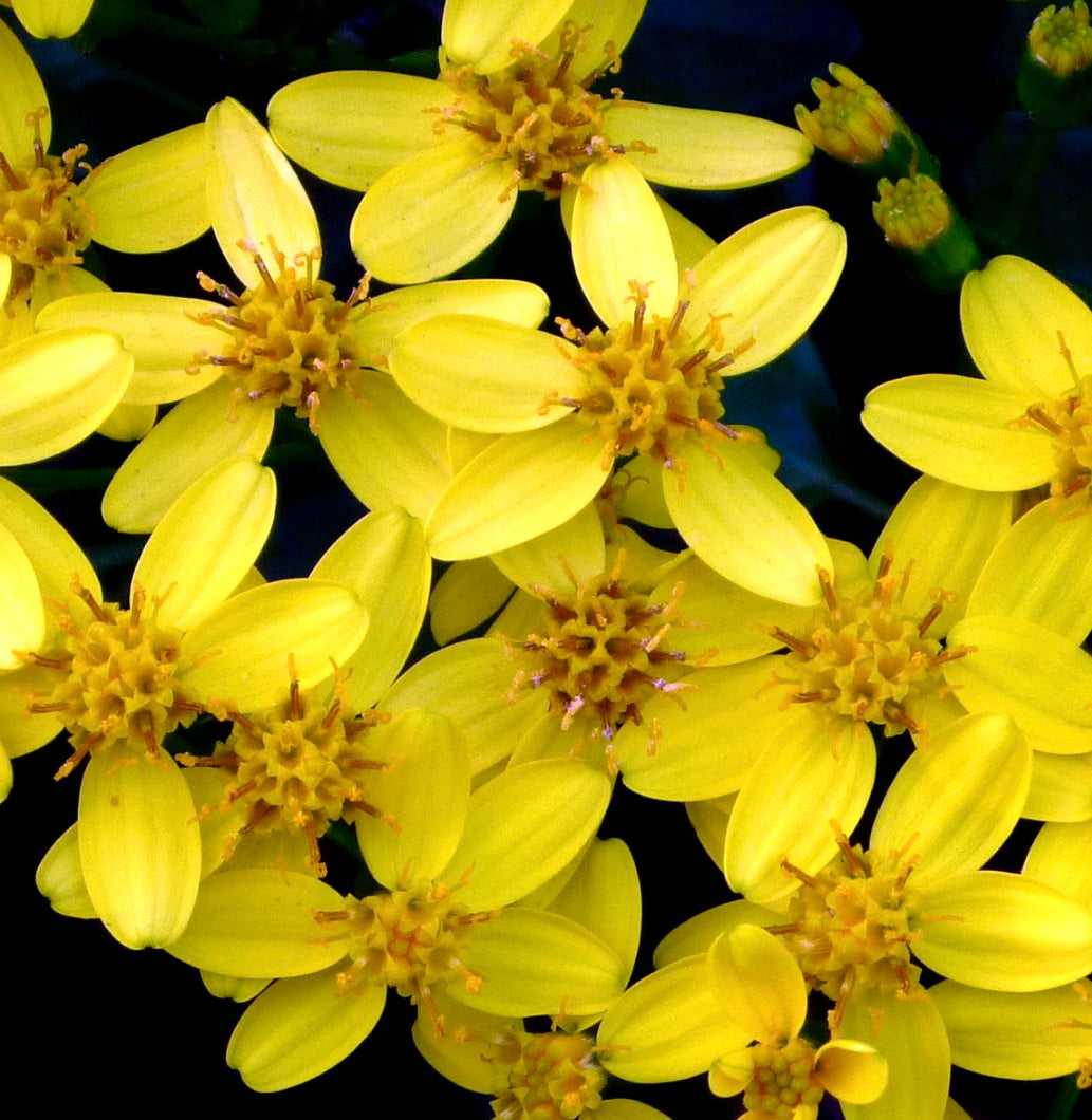 Fiori giallo brillante a forma di stella di Senecio angulatus con stami raggruppati, primo piano