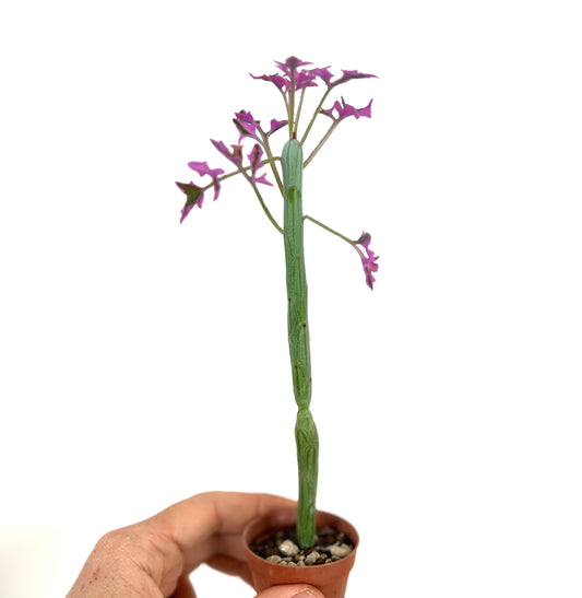 Senecio articulatus succulent with tall segmented green stems and small purple leaves