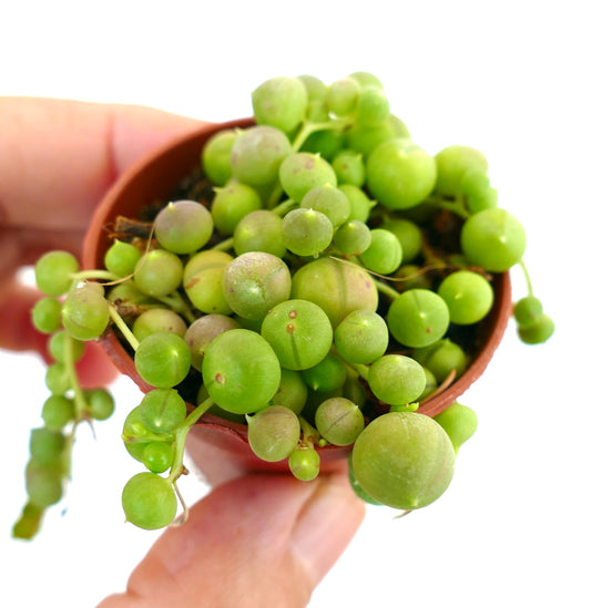Senecio rowleyanus succulent trailing plant with round bead-like green leaves in pot