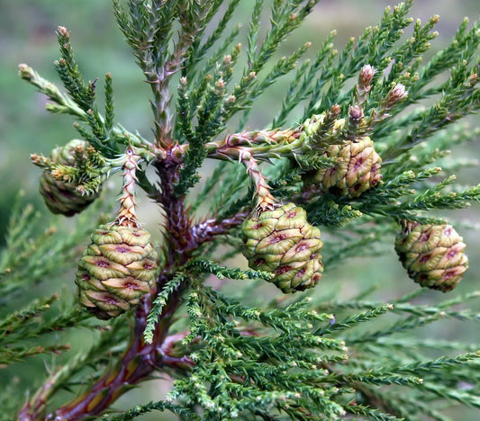 Sequoiadendron giganteum branch with green scale-like leaves and immature pine cones
