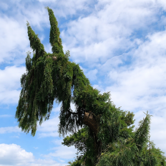 Sequoiadendron giganteum forma pendulum raro albero di sequoia gigante piangente con fogliame verde a cascata