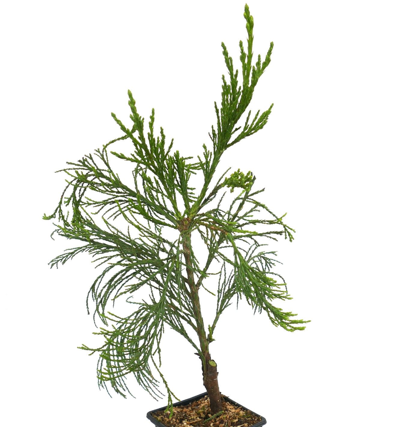 Sequoiadendron giganteum forma pendulum giovane conifera con fogliame verde pendulo in vaso