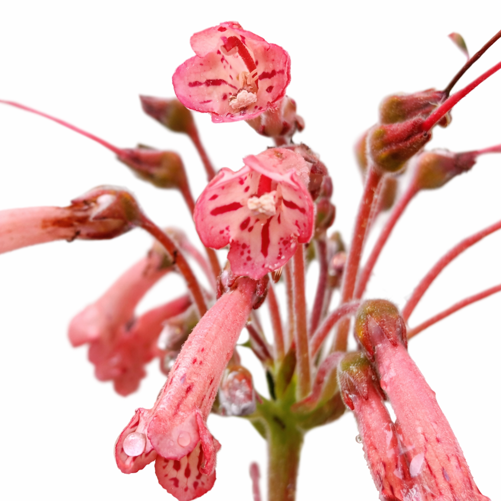 Sinningia rupicola delicate roze buisvormige bloemen met gevlekte patronen en waterdruppels