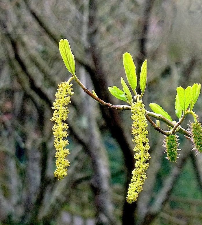 Sinowilsonia henryi con lunghi catini gialli e foglie verde brillante su ramo