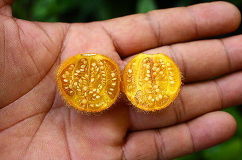 Solanum ferox fruit mûr jaune épineux coupé en deux montrant les graines dans la main en gros plan