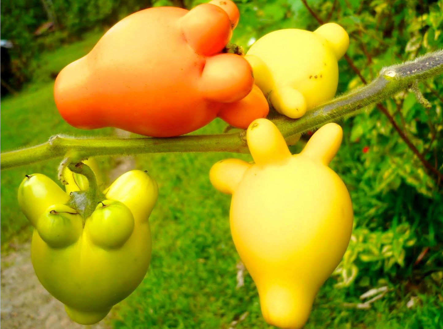 Solanum mammosum bright yellow and orange unique nipple-shaped fruit on green stem