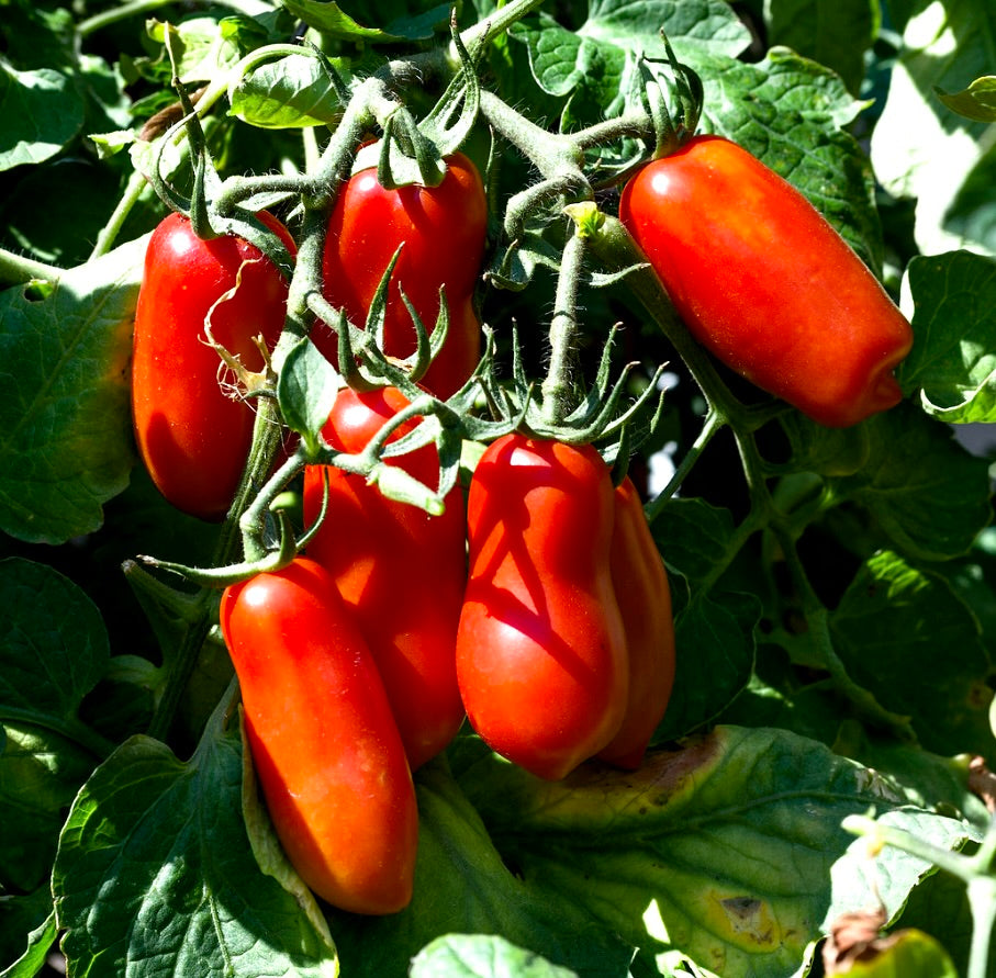 Solanum lycopersicum leuchtend rote, längliche San Marzano Tomaten an einer grünen, blattreichen Pflanze