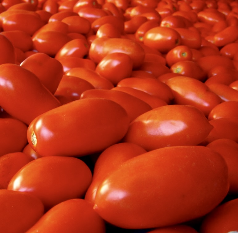มะเขือเทศโซลานัม ไลโคเปอร์ซิคัม ซาน มาร์ซาโน ผลสุกสีแดงยาวรี ผิวเรียบใกล้ชิด