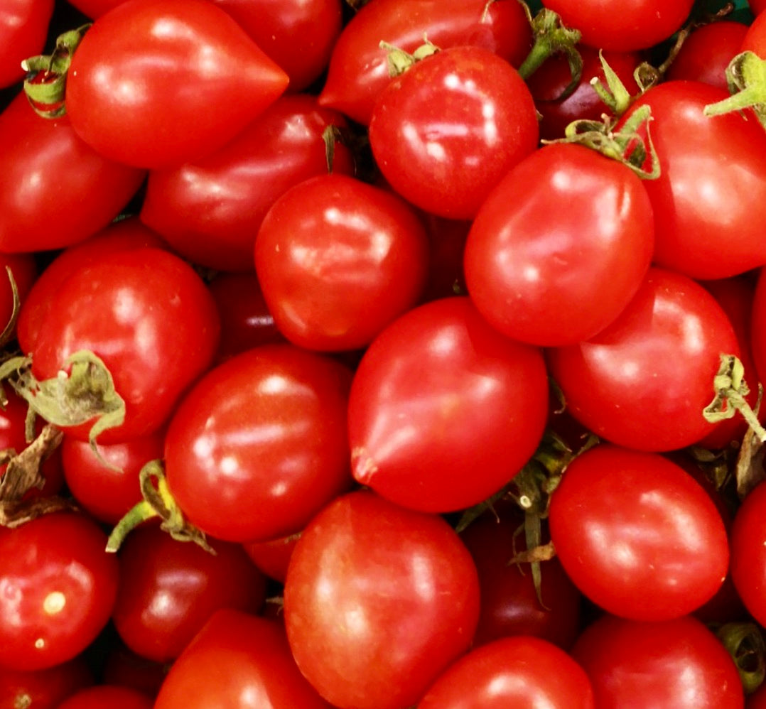 Solanum lycopersicum var. cerasiforme bright red small cherry tomatoes with smooth skin