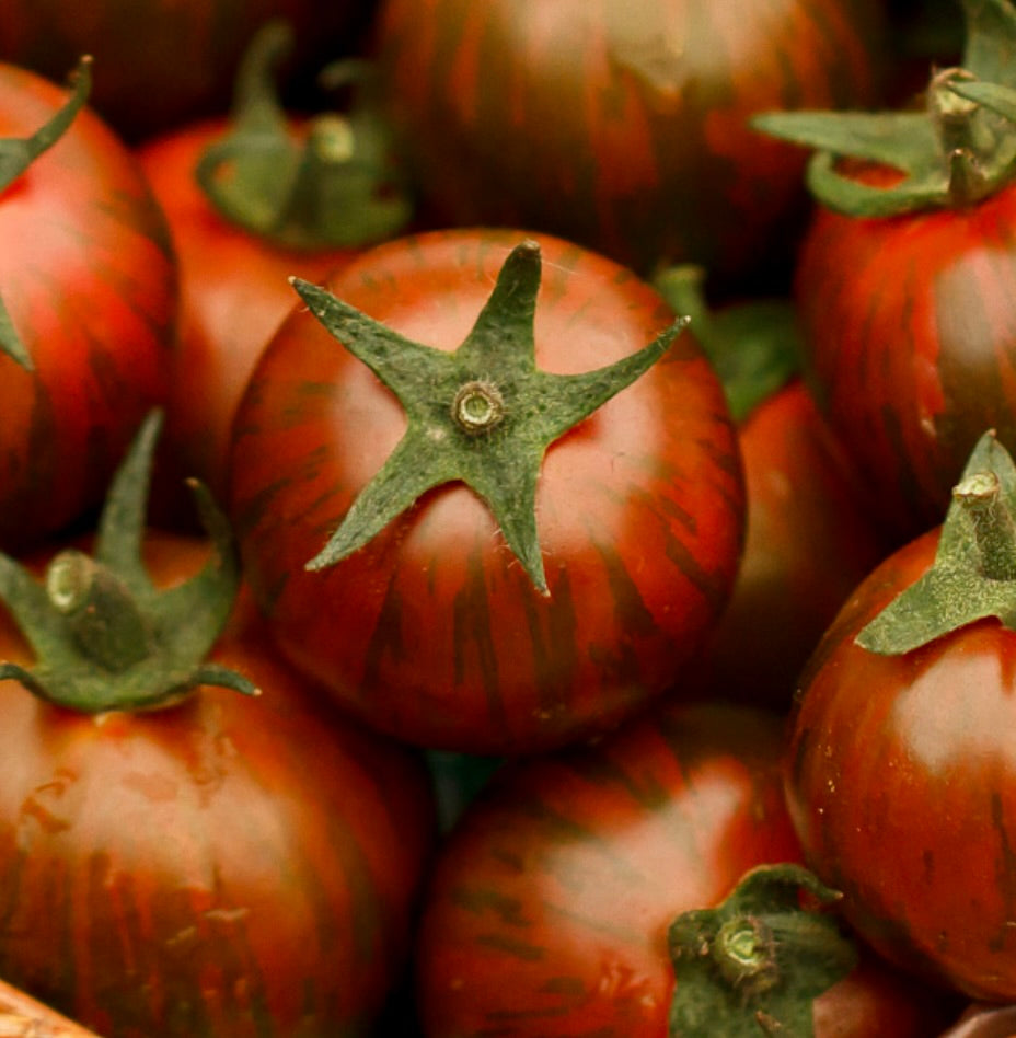 Solanum lycopersicum var. esculentum 'Green Zebra' ripe striped round tomatoes close-up